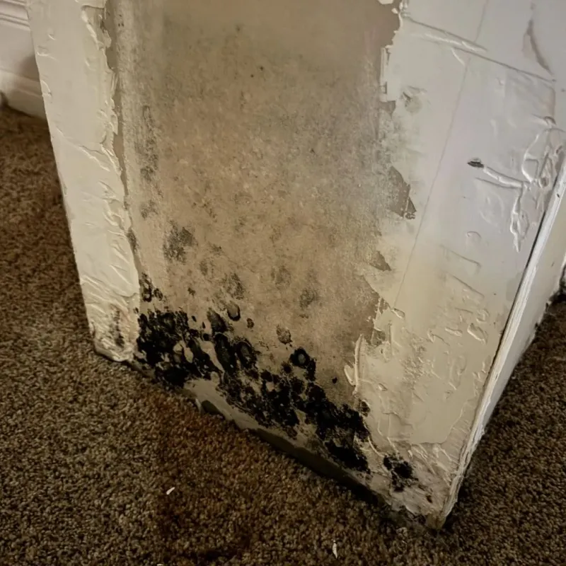 Professional Mold Removal in Charles County, MD